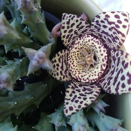 L'hibiscus Di Lucia Ferienhaus *